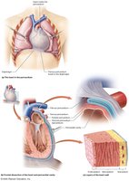 Diagram showing the layers of the heart wall