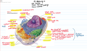 Labeled diagram of a eukaryotic cell with organelles