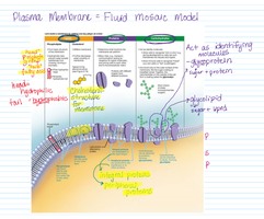 Diagram of the plasma membrane showing the fluid mosaic model