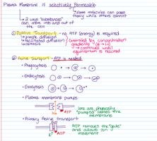 Illustration of membrane transport mechanisms including passive and active transport
