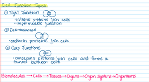 Diagram of cell junction types: tight junctions, desmosomes, and gap junctions
