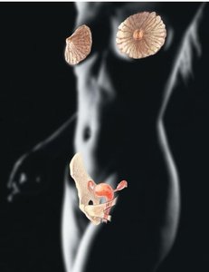 Diagram of female reproductive and mammary anatomy