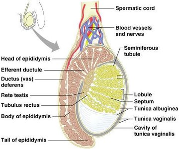 Testis anatomy with seminiferous tubules