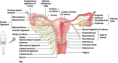 Ovary structure with follicles