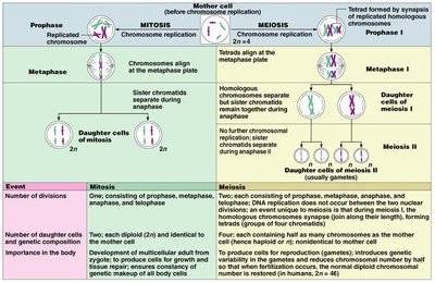 Comparison table of mitosis and meiosis
