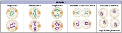 Stages of Meiosis II