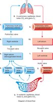 Diagram of blood flow through the heart and lungs
