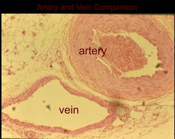 Histological comparison of artery and vein