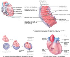Structure of the pericardium and heart wall