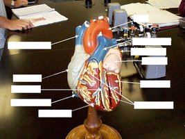 Heart model showing chambers and major vessels