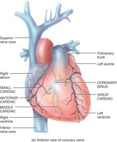Anterior view of coronary veins