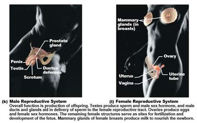 Labeled diagrams of male and female reproductive systems