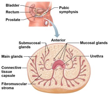 Zones and glands of the prostate
