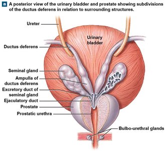 Posterior view of male accessory glands and ducts