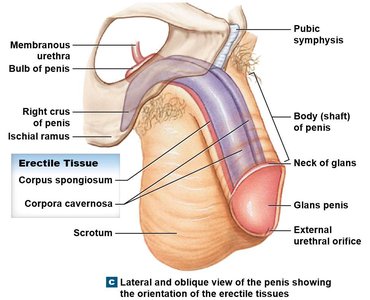 Erectile tissues of the penis