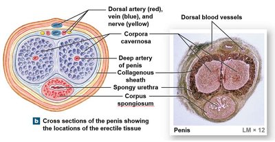 Cross section of the penis showing erectile tissues