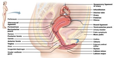 Sagittal section of female pelvis showing reproductive organs