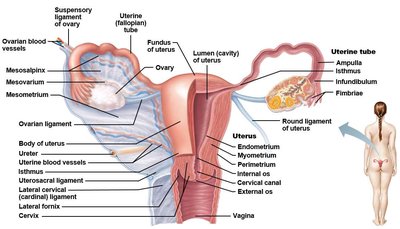 Ligaments and uterine tube anatomy