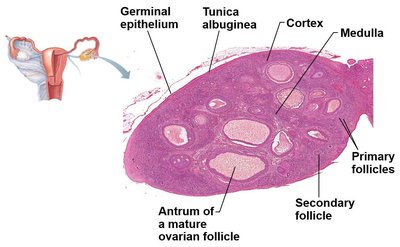 Sectional view of ovary, uterine tube, and associated mesenteries