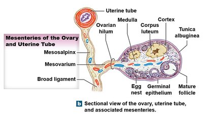 Histology of the ovary showing follicles