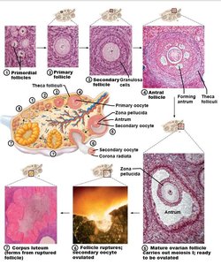 Stages of follicular development and ovulation