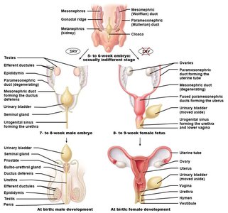 Embryonic development of male and female reproductive tracts