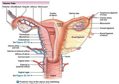 Posterior view of uterus and uterine tube