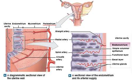 Sectional view of uterine wall and endometrial layers