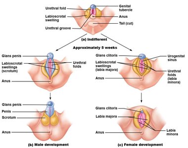 Development of external genitalia from indifferent stage to male and female forms
