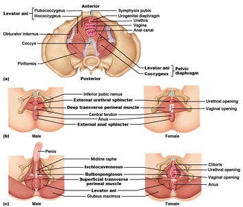 Muscles and structures of the pelvic floor and perineum