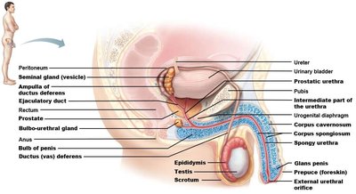 Sagittal section of male pelvis showing reproductive organs