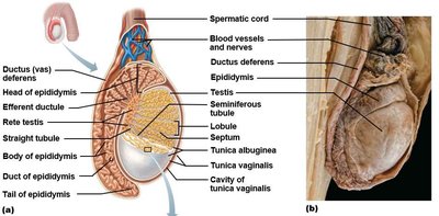 Anatomy of the testis and epididymis