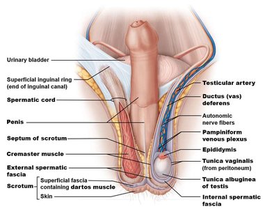 Structures of the spermatic cord and scrotum