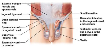 Inguinal canal and spermatic cord anatomy