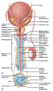 Male duct system including epididymis and ductus deferens