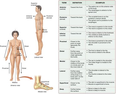 Directional terms and their definitions with examples