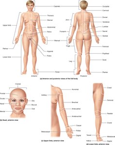 Regional terms of the body, anterior and posterior views