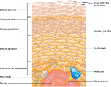 Microscopic structure of the epidermis showing its layers and cell types