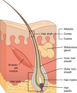 Diagram of hair follicle and associated structures