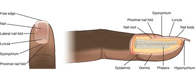 Diagram of nail structure and associated terms