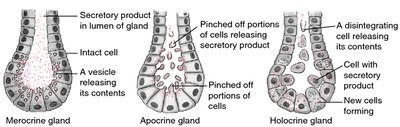 Anatomy & Physiology Study Guide: Tissues and Functions | Notes