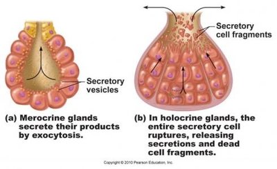 Anatomy & Physiology Study Guide: Tissues and Functions | Notes