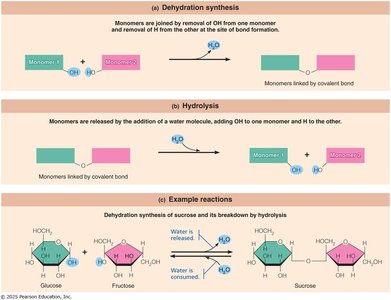 Dehydration synthesis and hydrolysis reactions