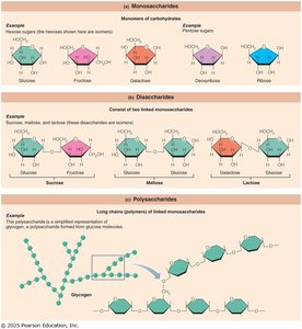 Monosaccharides, disaccharides, and polysaccharides examples