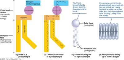 Structure and function of phospholipids