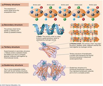Levels of protein structure