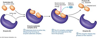 Enzyme-substrate interaction and product formation