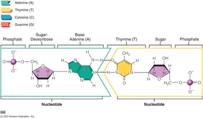 Nucleotide structure and base pairing