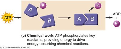 ATP chemical work