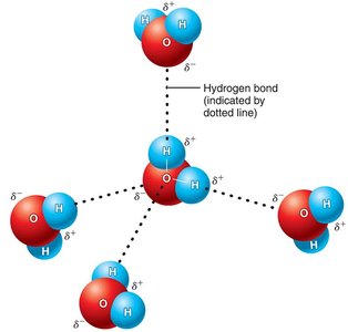 Hydrogen bonding between water molecules